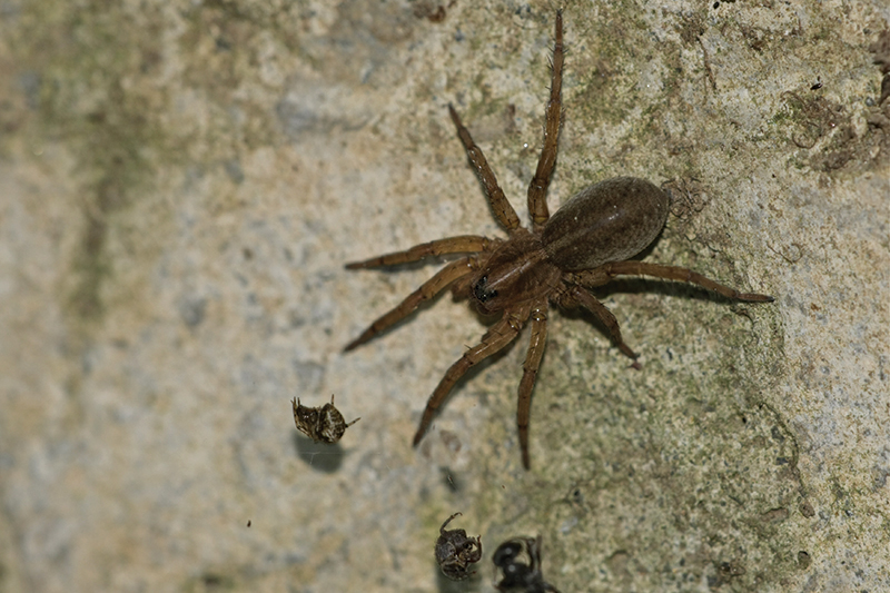 Wolf Spider at my house - Dave's Pest Control