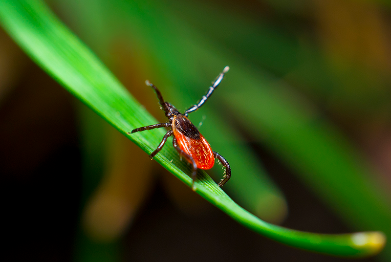 Mosquito Control Services