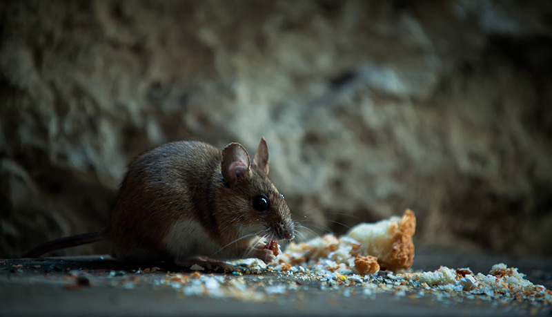 Rodent Control South Shore Massachusetts: The Importance of Rat